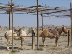 DSC04480.JPG