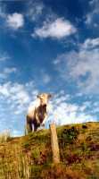 1999-ireland-cow