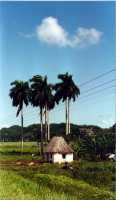 2000-cuba-hut