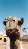 camel