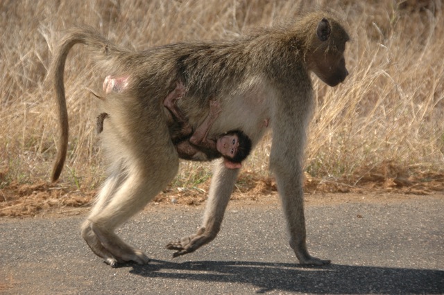 Kruger Park (ZA)