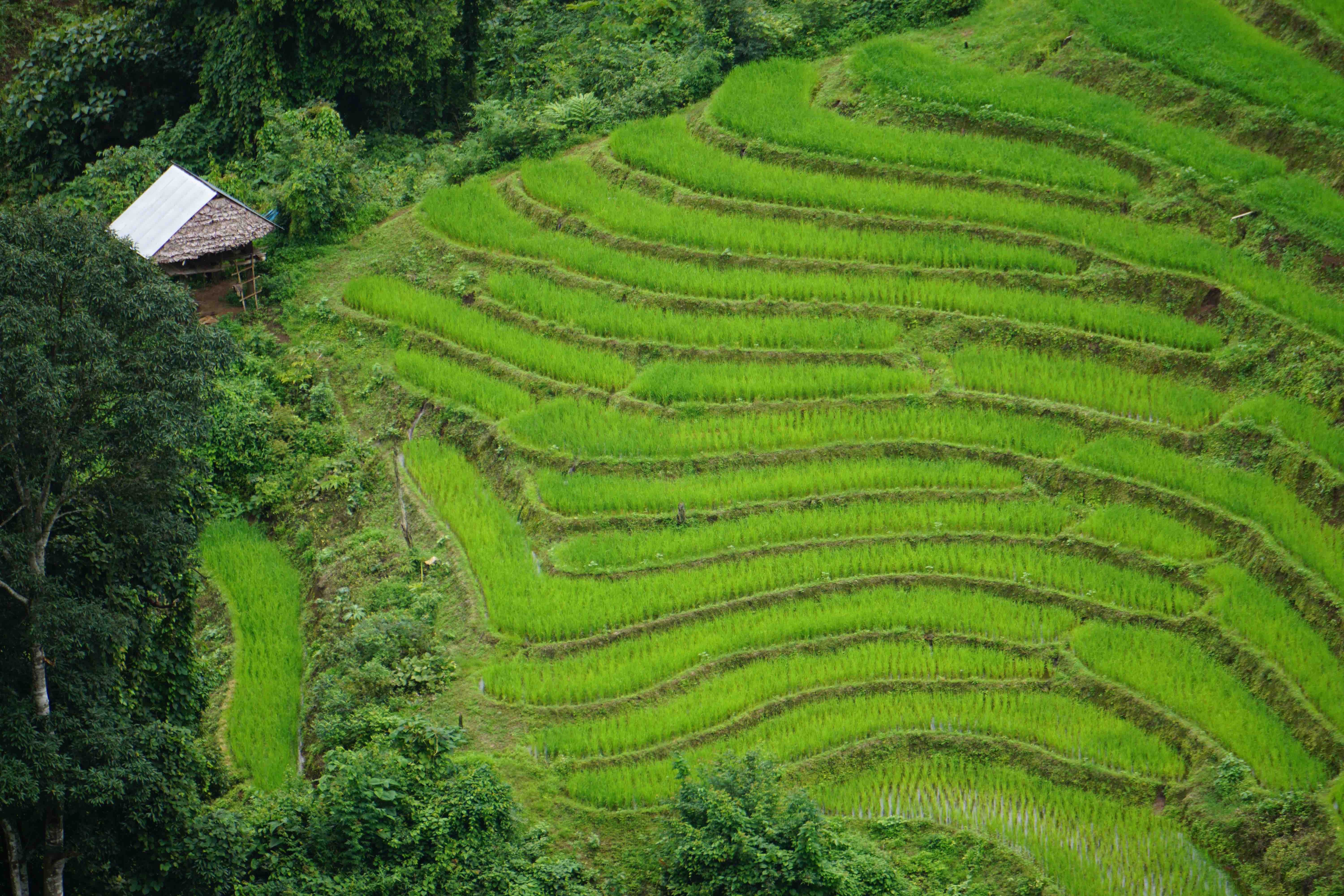 Thailand - Chiang Mai